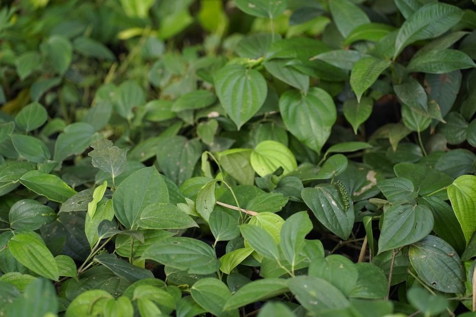 Lush green leaves of black pepper plants in an outdoor setting showcasing natural growth.